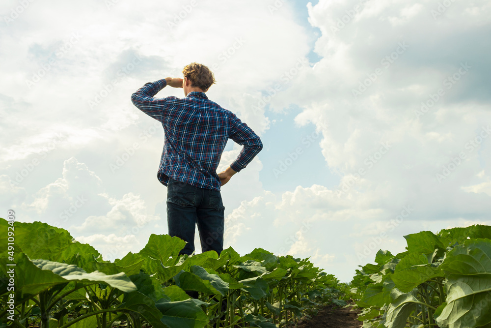 young farmer businessman in a plaid shirt inspects a sunflower field