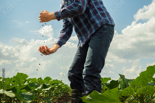 a young farmer in a plaid shirt and boots sows sunflowers in a field