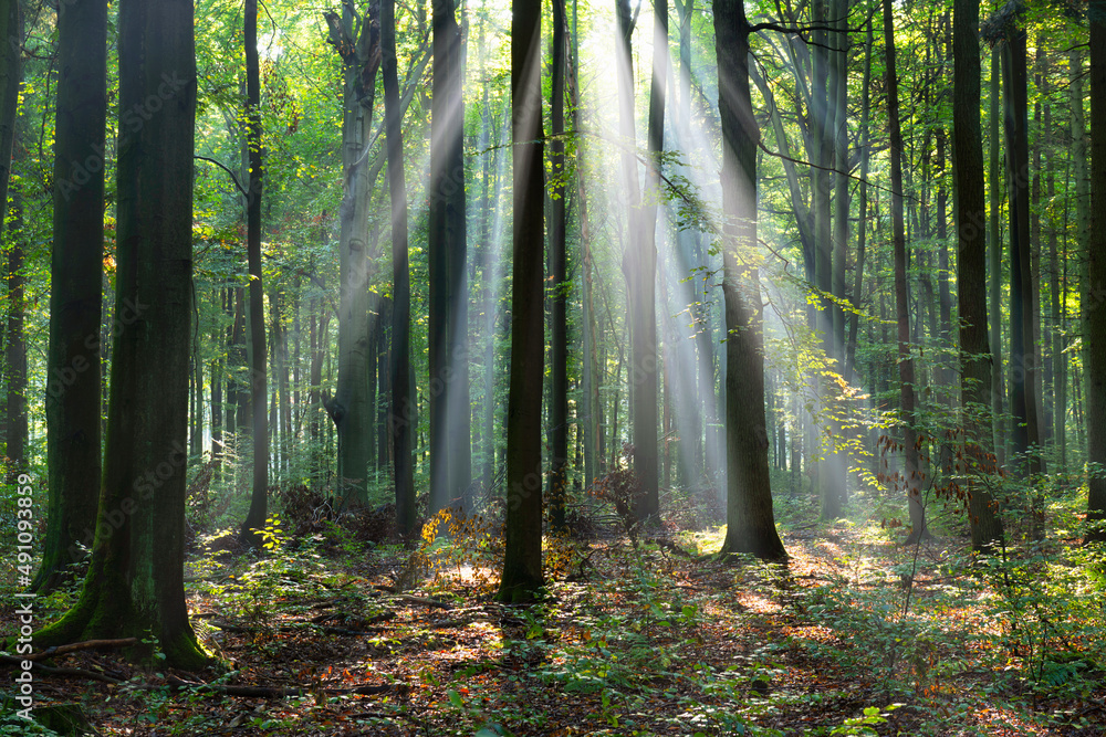 Obraz premium Beautiful sunny morning in the green forest