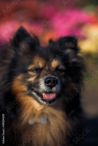 portrait of a dark purebred small dog on the background of a flower bed © nastya_shemet
