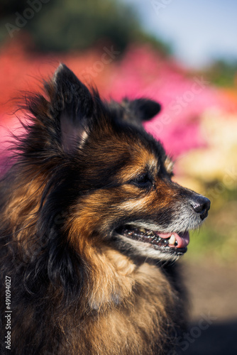 portrait of a dark purebred small dog on the background of a flower bed