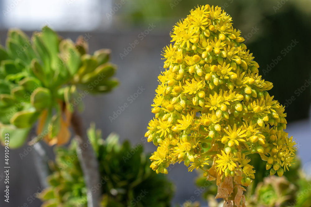 Yellow flowers of Aeonium (Aeonium arboreum) Yellow flowers of Aeonium (Aeonium arboreum)