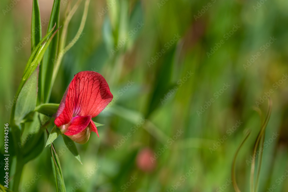 Fototapeta premium Detail of red flower of winged pea (Tetragonolobus purpureus) in the meadow