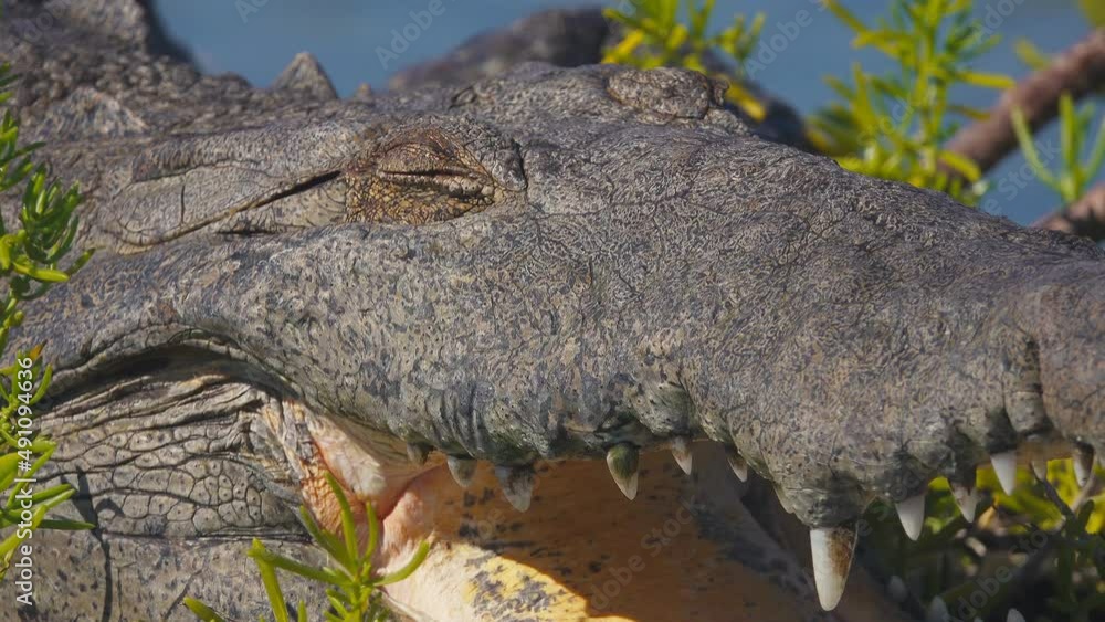 Crocodile Sunbathing with Open Mouth on Cozumel Island, Mexico. Close