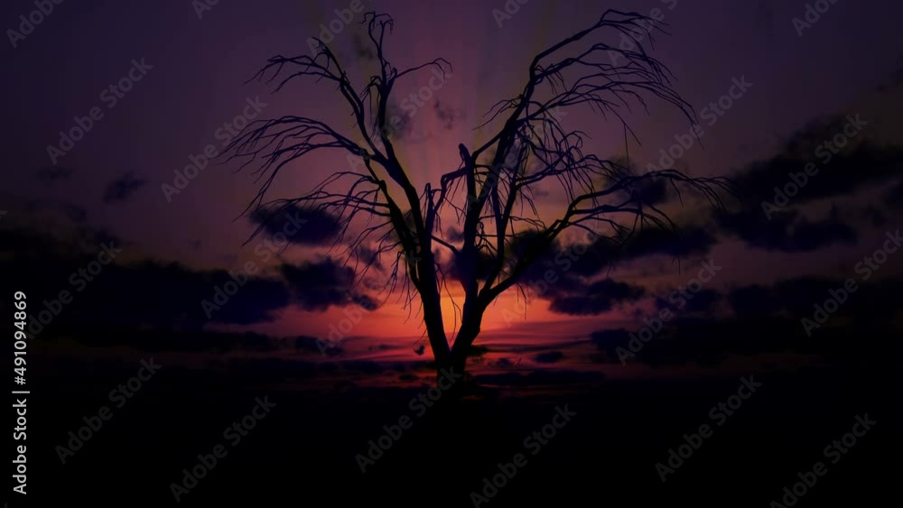 dead tree sunrise 4k dead tree sunrise 4k