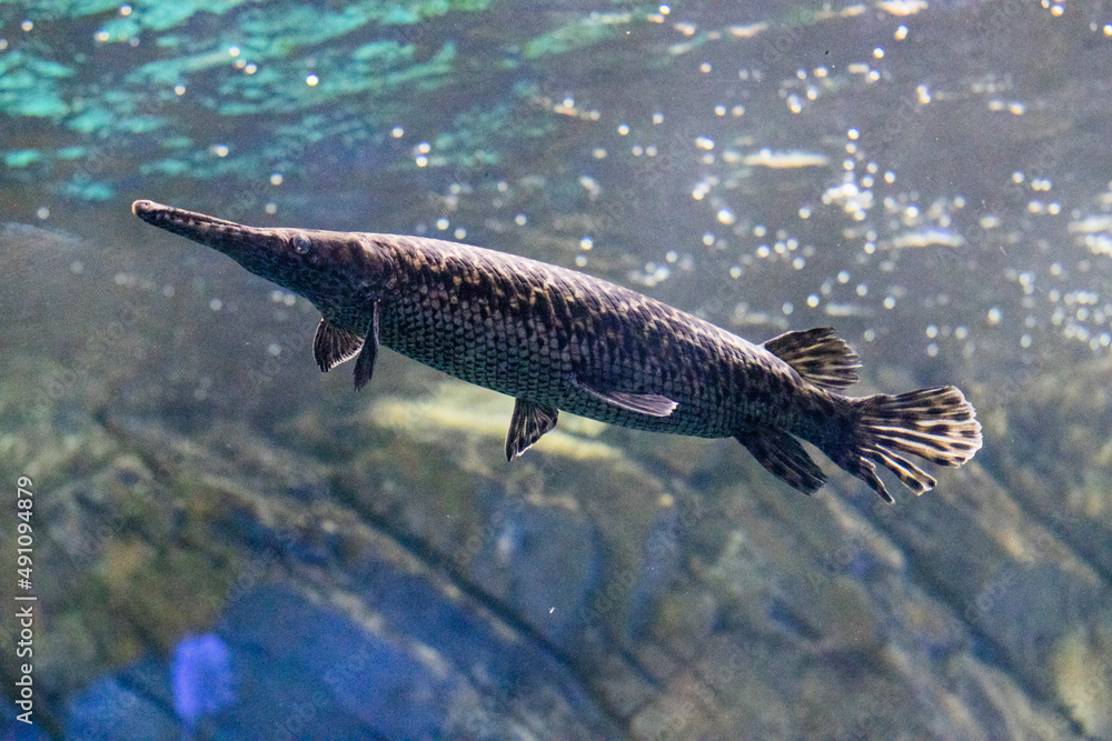 fish in the water fish in the water