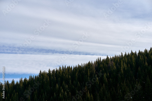 forest meeting sky up in the totenåsen hills, norway
