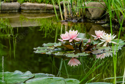 Magic bright pink water lily or lotus flower Marliacea Rosea in the garden pond. Nympheas reflected in water. Flower landscape for nature wallpaper