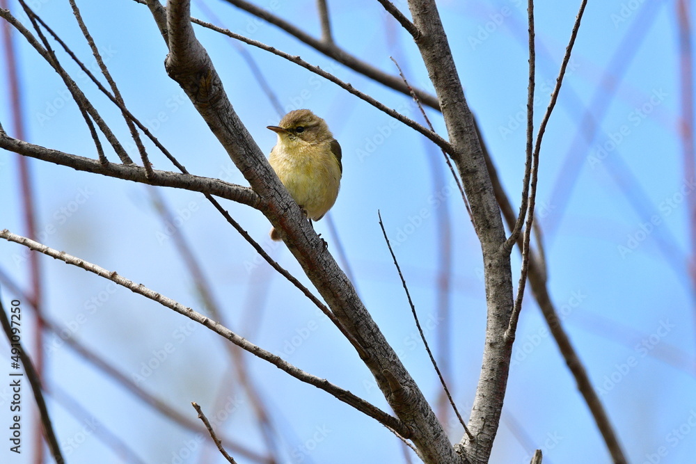 MOSQUITERO MOSQUITERO