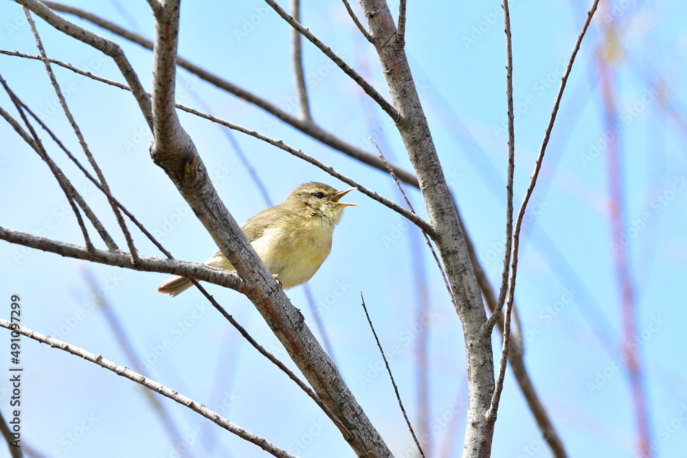 Obraz premium MOSQUITERO