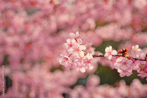 Floating Kawazu-zakura in Kyoto