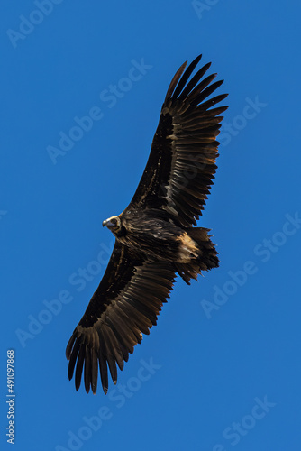 Black vulture  Coragyps atratus . Bird in flight.
