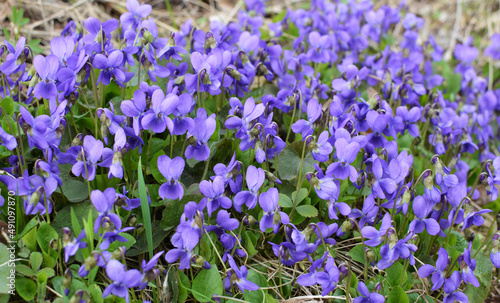 Violet  Viola odorata  grows in the wild