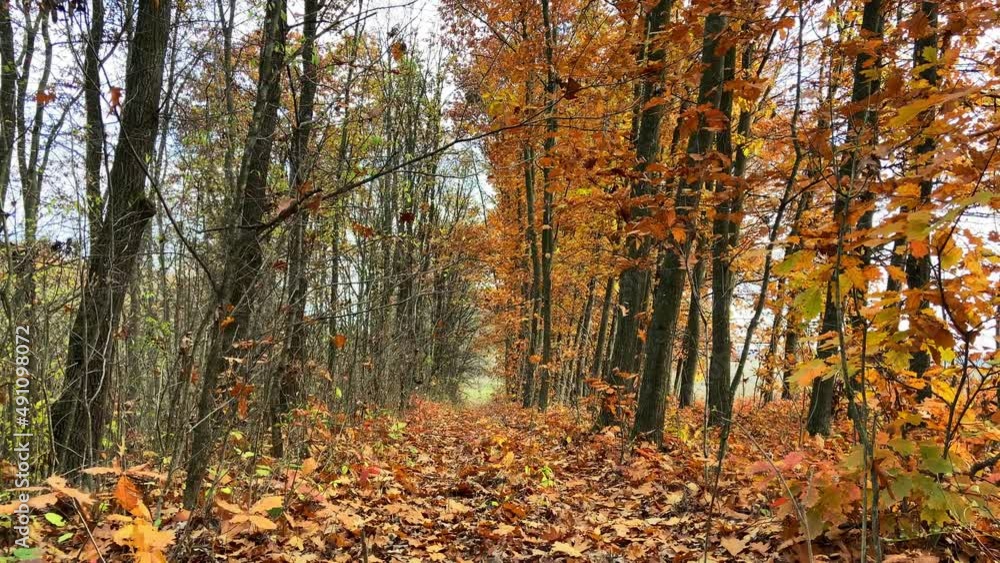 Beautiful autumn forest with old trees Beautiful autumn forest with old trees