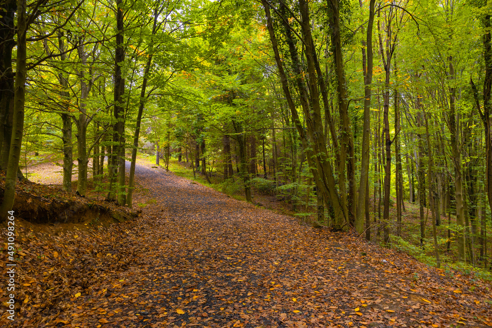 Obraz premium Forest in autumn. Fall background photo. Brown leaves on the ground