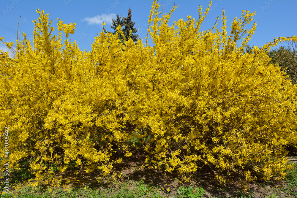 Forsythia blooms in nature. Forsythia blooms in nature.