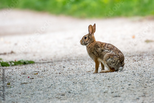 An eastern cotton tail rabbit seen on a trail 