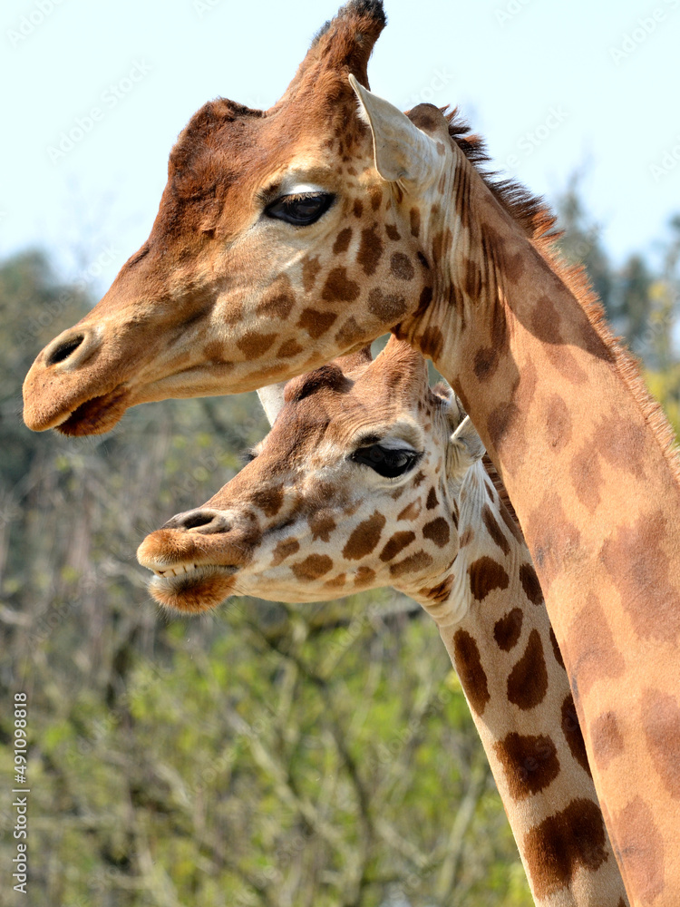 Closeup of two giraffes (Giraffa camelopardalis) Closeup of two giraffes (Giraffa camelopardalis)