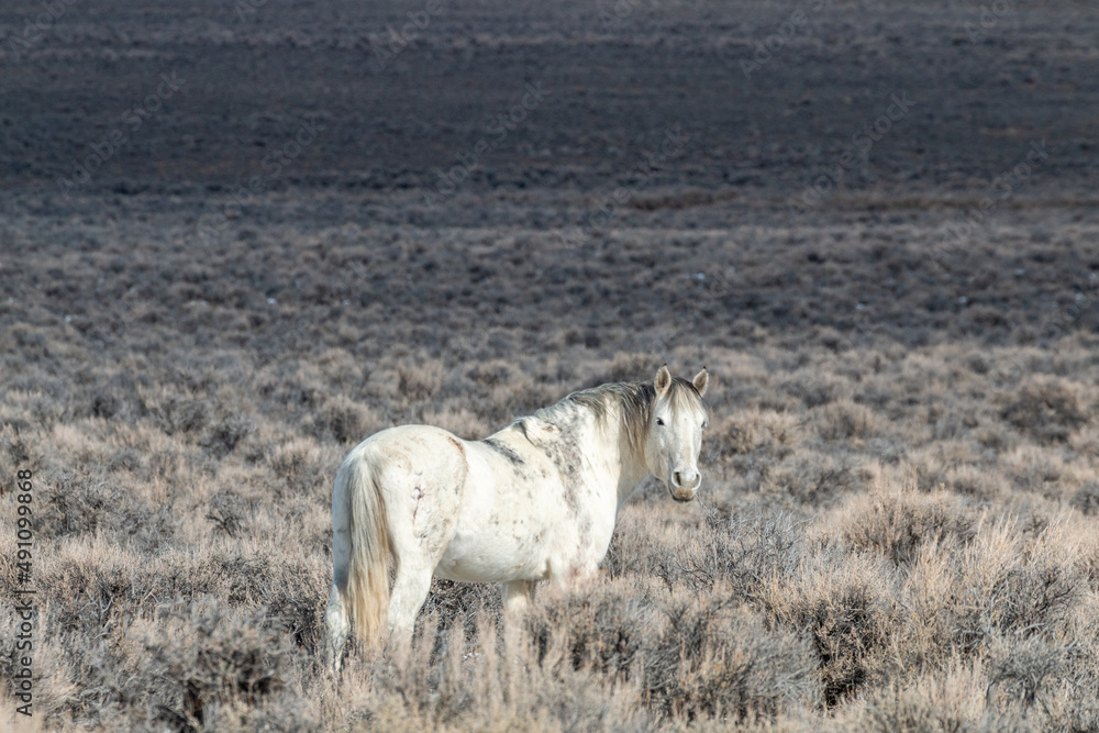 Obraz premium Wild Horse in Idaho in Winter