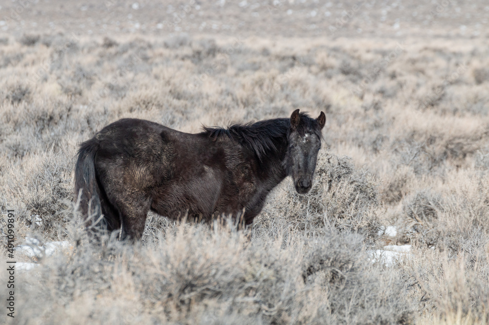 Wild Horse in Idaho in Winter Wild Horse in Idaho in Winter