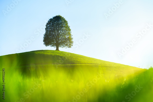 Tree on top of the hill. Landscape before sunset. Fields and pastures for ani...