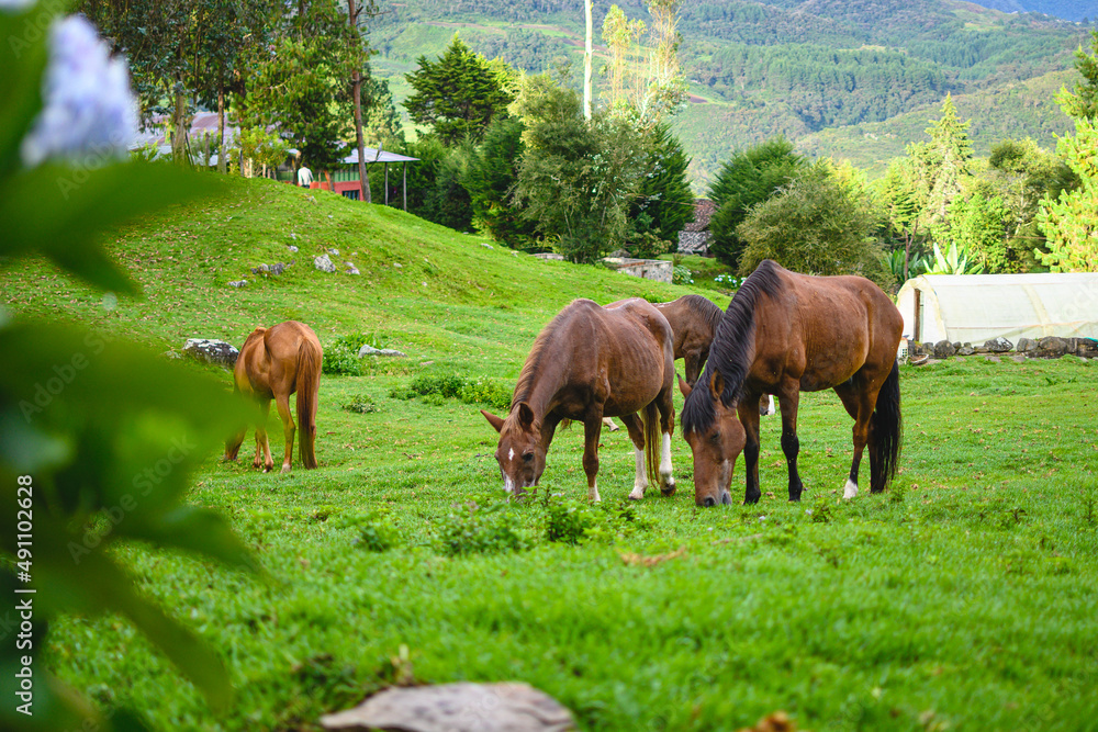 Farm landscape with some horses eating in the grass. Farm landscape with some horses eating in the grass.