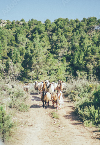 Ovejas, cabras y muflón animales de granja viviendo una vida en libertad en medio del bosque salvaje