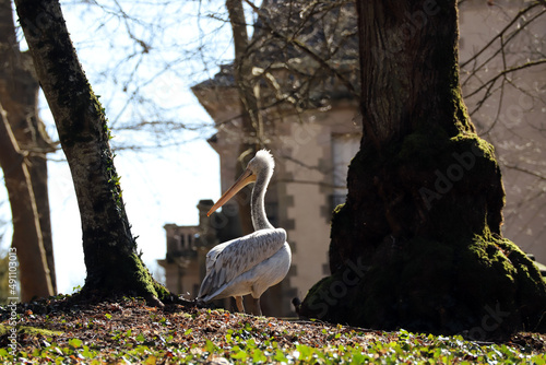 Obraz na płótnie Arrêt sur la nature sous une lumière hivernale w salonie