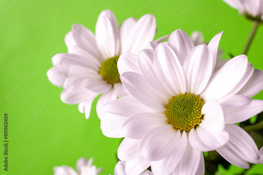 white chrysanthemums on a green background, close-up, copy space white chrysanthemums on a green background, close-up, copy space