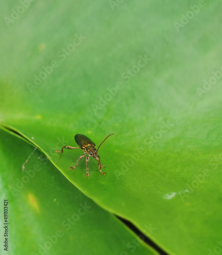 A close up of a metallic gold beetle on a green leaf