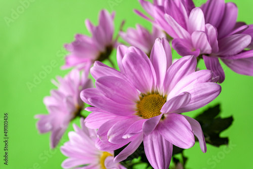 lilac chrysanthemums on a green background, close-up, copy space, selective focus
