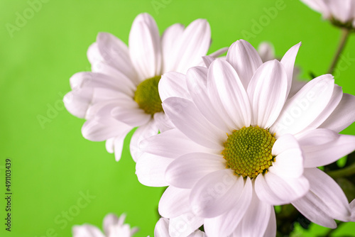 white chrysanthemums on a green background  close-up  copy space