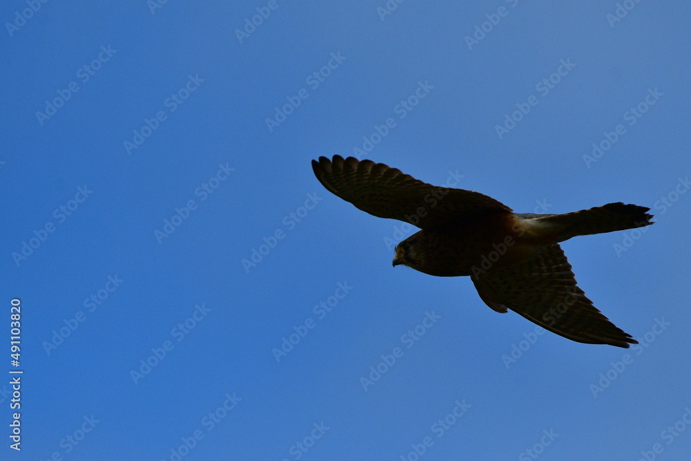 Obraz premium CERNÍCALO