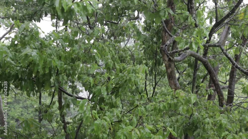 Video showing rain and wind in the rainforest canopy with original ambient sound Video showing rain and wind in the rainforest canopy with original ambient sound