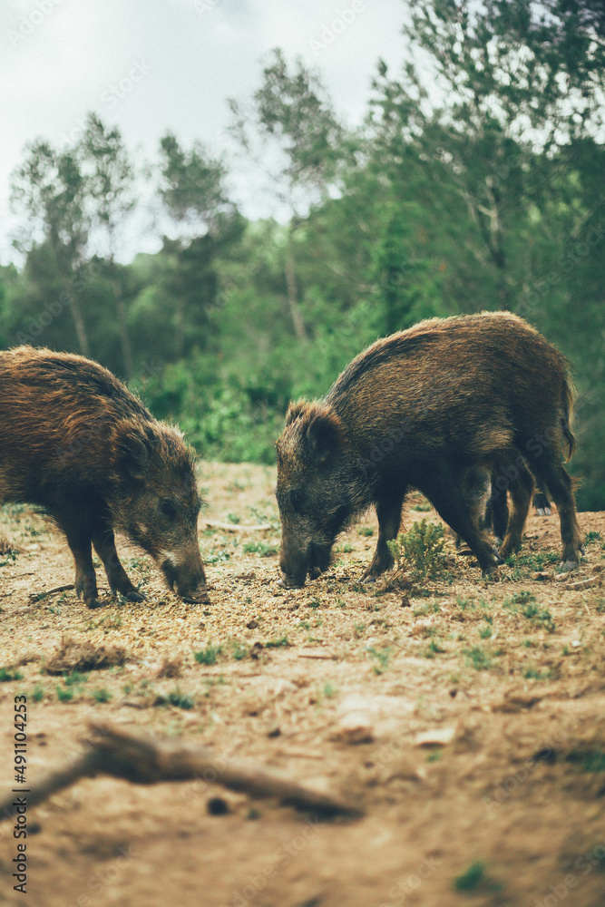 Jabalíes siendo felices y viviendo con su familia en medio de la naturaleza y en libertad Jabalíes siendo felices y viviendo con su familia en medio de la naturaleza y en libertad