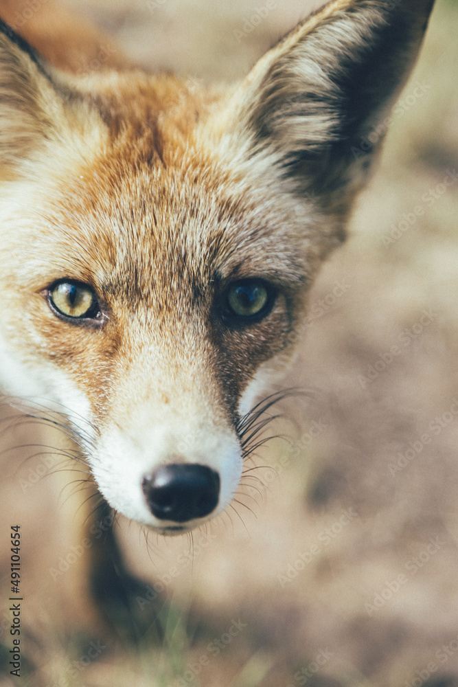 Naklejka premium Zorro ibérico salvaje en la naturaleza disfrutando de su libertad en su hábitat natural