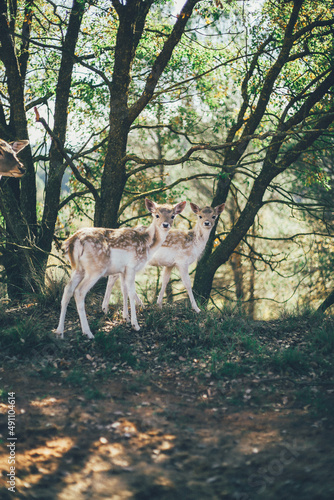 Ciervo, corzo, gamo y cría de cérvido disfrutando de su libertad paseando por el bosque salvaje. ciervo nipon de japon