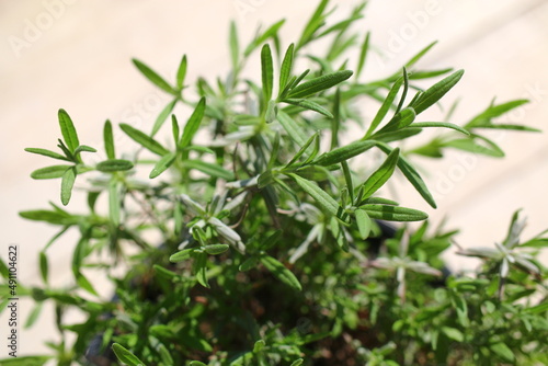Lawenda w  skolistna lekarska Lavandula angustifolia wonna b  awatka czyszczecz