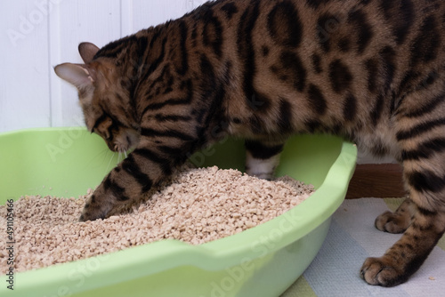 A clean cat uses its own litter box. The cat burrows the contents of the tray. Environmentally friendly cat litter. Beautiful Bengal cat © dewessa