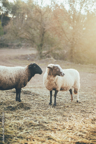 Ovejas, cabras y muflón animales de granja viviendo una vida en libertad en medio del bosque salvaje