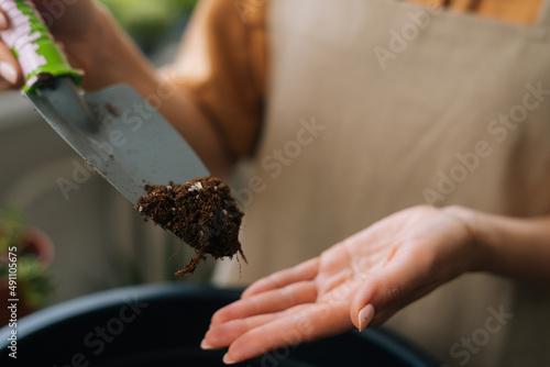 Close-up hands of unrecognizable young woman gardener in apron working with ground planting pot plants at table in home. Female florist transplanting flowers in own floral shop in greenhouse. © dikushin