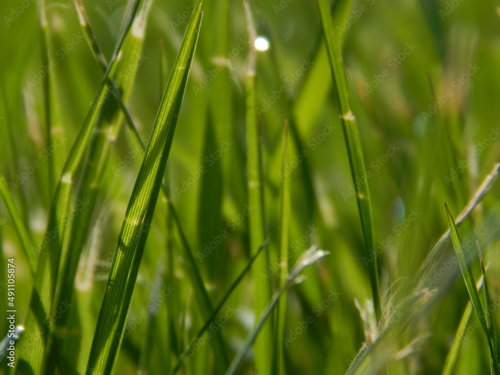 Blades of Grass in Lawn Blades of Grass in Lawn