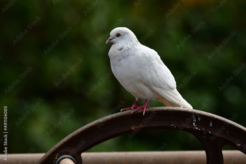 PALOMA PALOMA