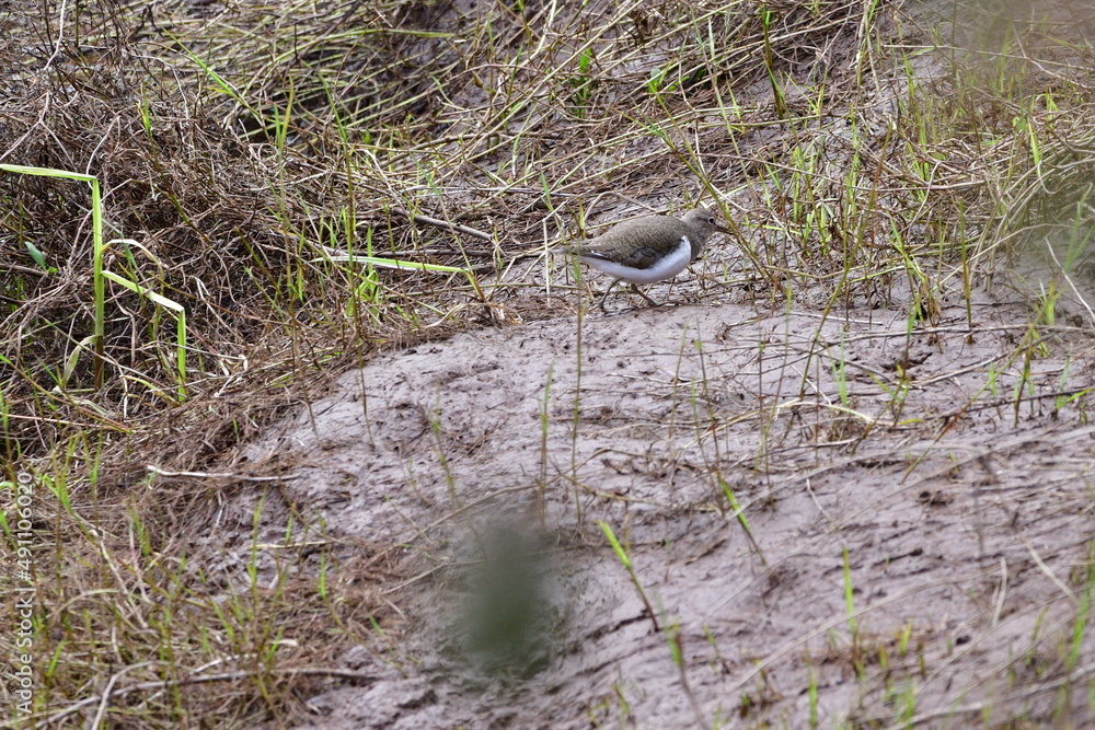 Obraz premium ANDARRIOS