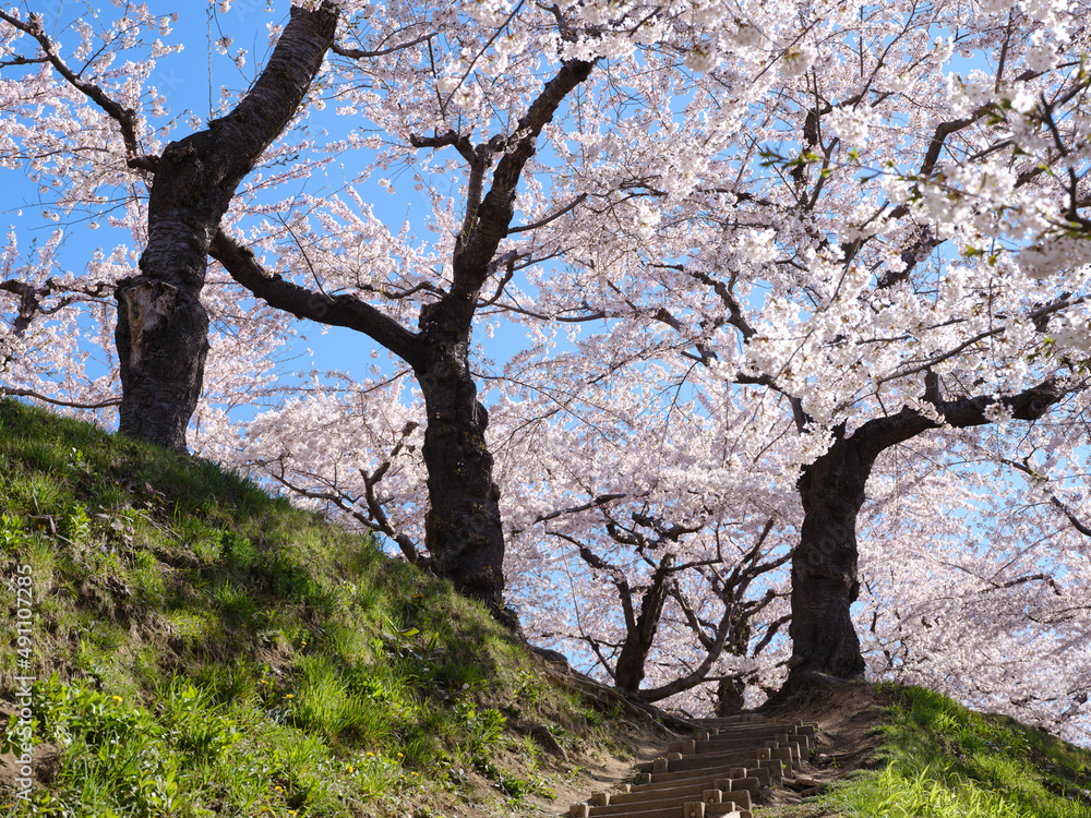 春の五稜郭公園 春の五稜郭公園