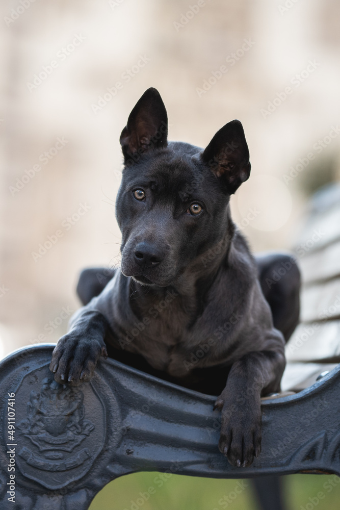 Thai Ridgeback dog lying on a bench against the backdrop of the urban landscape
