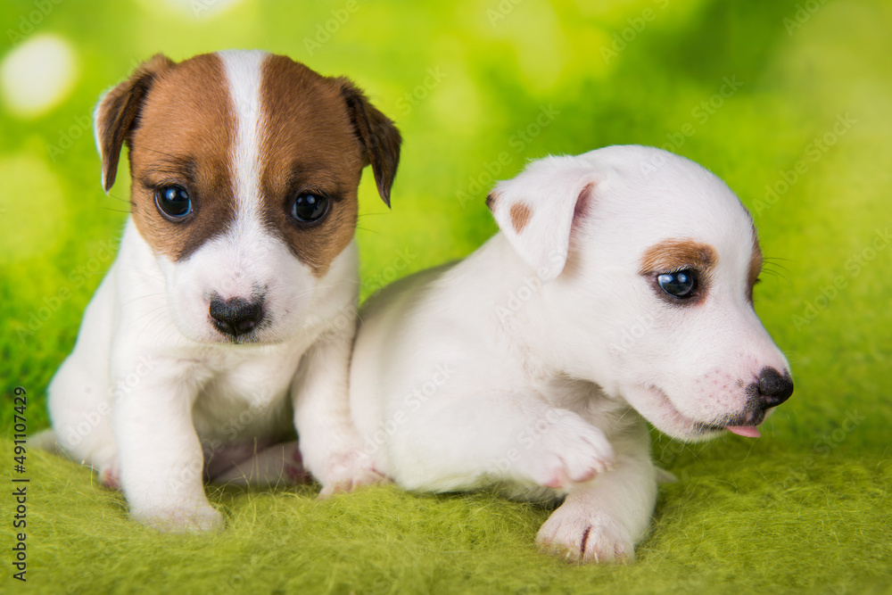 Two cute jack russell terrier puppies sitting on green background