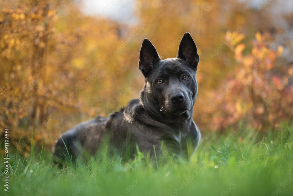 Thai ridgeback dog in the autumn park. Close-up portrait Thai ridgeback dog in the autumn park. Close-up portrait