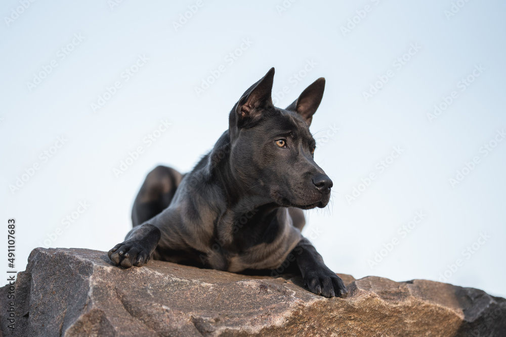 Thai Ridgeback dog lying on a large stone in the rays of the setting sun against the blue sky Thai Ridgeback dog lying on a large stone in the rays of the setting sun against the blue sky