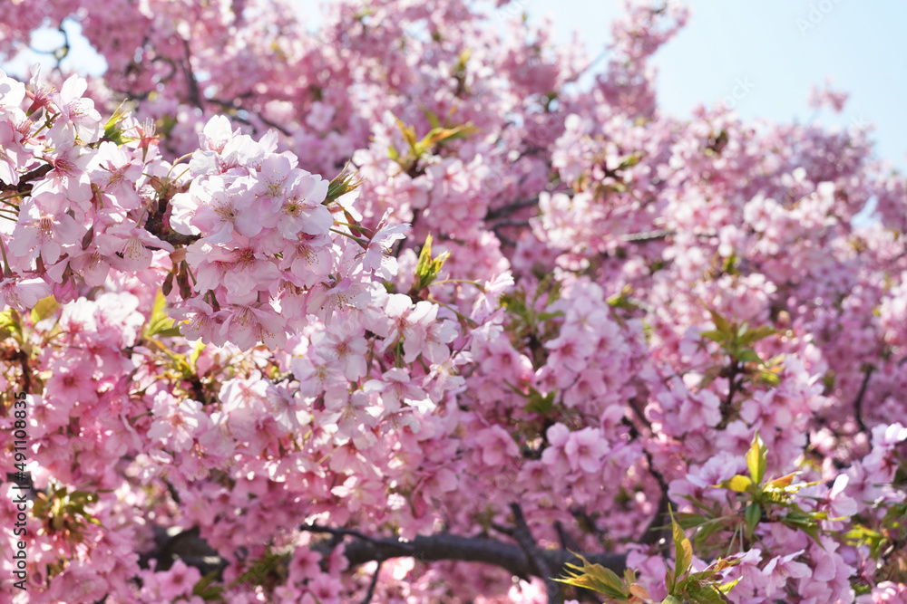 Kawazu sakura cherry blossom Kawazu sakura cherry blossom